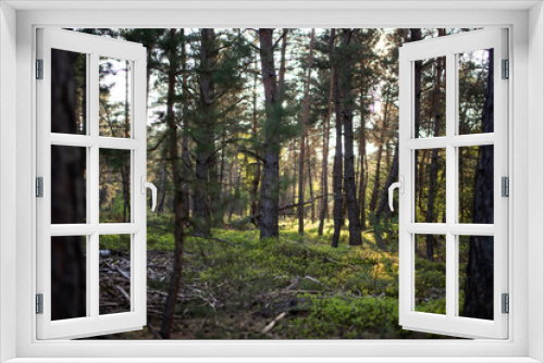 Fototapeta Naklejka Na Ścianę Okno 3D - Wald und Heidi