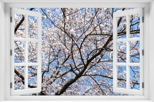 Fototapeta Naklejka Na Ścianę Okno 3D - 満開の桜