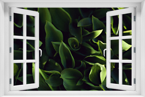 Fototapeta Naklejka Na Ścianę Okno 3D - Closeup nature view of green leaf outdoor in garden