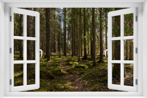 Fototapeta Naklejka Na Ścianę Okno 3D - Tree forest landscape. Forest therapy and stress relief. Farnebofjarden national park in Sweden.