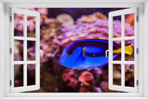 Fototapeta Naklejka Na Ścianę Okno 3D - Marine aquarium tropical fish