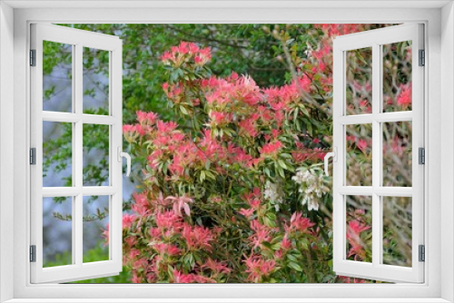 Fototapeta Naklejka Na Ścianę Okno 3D - Beautiful flowers in a garden in Brittany. France