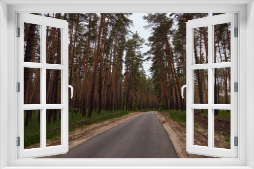 Fototapeta Naklejka Na Ścianę Okno 3D - Coniferous and mixed forest. The road through the forest. Beautiful tall green trees