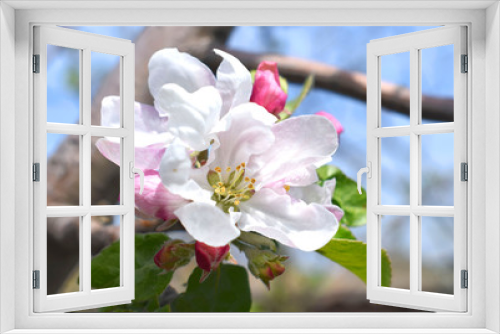 Fototapeta Naklejka Na Ścianę Okno 3D - Apple tree blossom. Flowering orchard. Spring time.