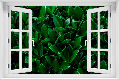 Fototapeta Naklejka Na Ścianę Okno 3D - closeup nature view of green leaf texture, dark wallpaper concept, nature background, tropical leaf
