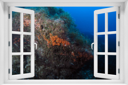 Fototapeta Naklejka Na Ścianę Okno 3D - Scuba Diving Malta Gozo Comino