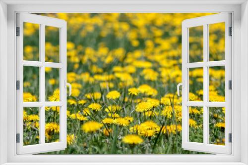 Fototapeta Naklejka Na Ścianę Okno 3D - Yellow dandelions in green meadow.