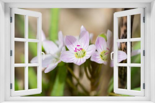 Fototapeta Naklejka Na Ścianę Okno 3D - Spring Beauty Flowers in Springtime