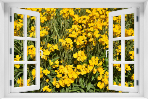 Fototapeta Naklejka Na Ścianę Okno 3D - Giroflée jaune au jardin