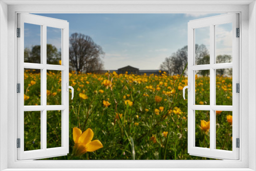 Fototapeta Naklejka Na Ścianę Okno 3D - Feld mit gelben Butterblumen ( buttercup ) . Im Hintergrund das Naturkunde Museum dass von heimischen Bäumen umgeben ist,  Blumen im Focus, im oberen Schloss Garten in Stuttgart