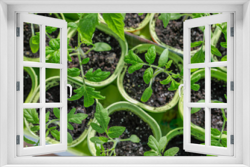 Fototapeta Naklejka Na Ścianę Okno 3D - Tomato seedling growing in a plastic container