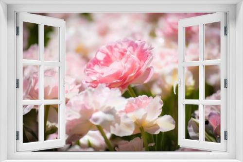 Fototapeta Naklejka Na Ścianę Okno 3D - 春とチューリップの花