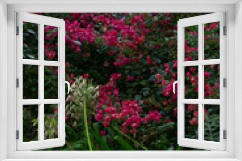 Fototapeta Naklejka Na Ścianę Okno 3D - Garden with pink bougainvillea flowers