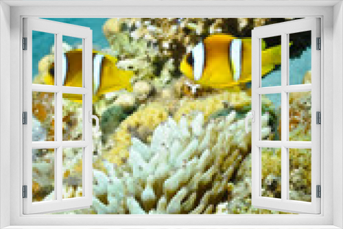 Fototapeta Naklejka Na Ścianę Okno 3D - Anemone fish in the red sea