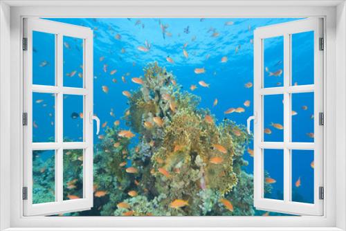 Fototapeta Naklejka Na Ścianę Okno 3D - Beautiful coral reef scene
