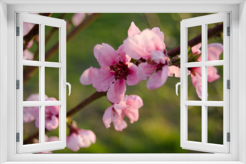 Fototapeta Naklejka Na Ścianę Okno 3D - Buds and flowers on the branches of peach. Flowering tree in early spring. Pink flowers on a fruit tree on a background of greenery.