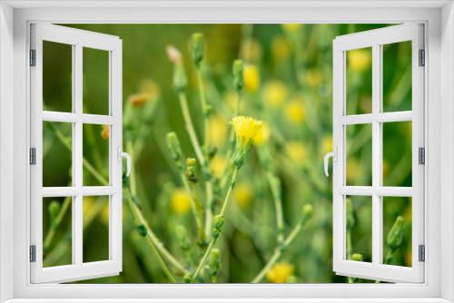 Fototapeta Naklejka Na Ścianę Okno 3D - Green bushes with yellow flowers