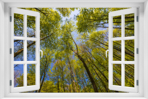Fototapeta Naklejka Na Ścianę Okno 3D - Spring Summer Sun Shining Through Canopy Of Tall Trees.