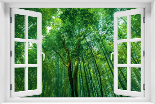 Fototapeta Naklejka Na Ścianę Okno 3D - Bamboo leaves, background bamboo grove.