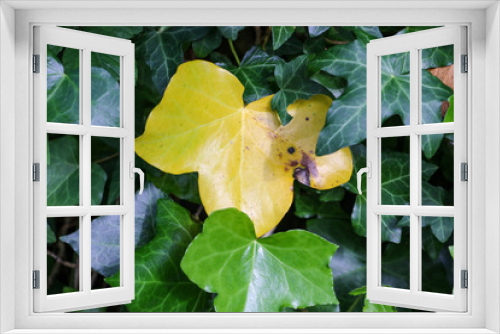 Fototapeta Naklejka Na Ścianę Okno 3D - A single bright yellow ivy leaf surrounded by vibrant green ivy leaves in summer