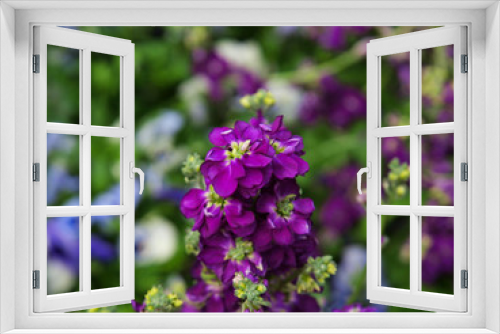 Fototapeta Naklejka Na Ścianę Okno 3D - Various purple flowers with a green background