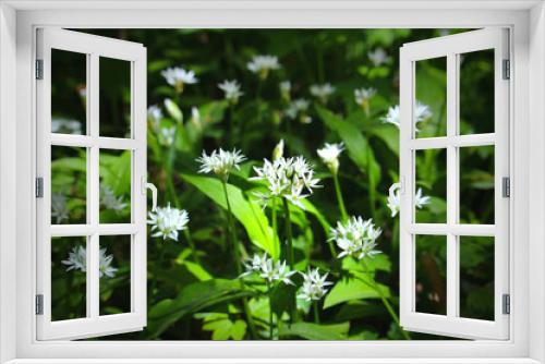 Fototapeta Naklejka Na Ścianę Okno 3D - Bear's garlic (Allium ursinum) flowering in the woodland in spring