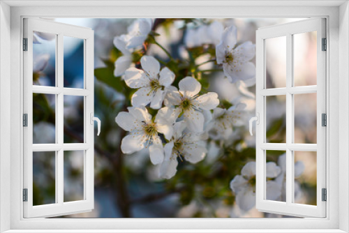 Fototapeta Naklejka Na Ścianę Okno 3D - Spring blossom background. Beautiful nature scene with blooming tree and sun flare. Sunny day. Spring flowers. Beautiful Cherry. Abstract blurred background. Springtime