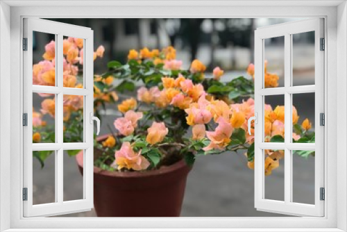 Fototapeta Naklejka Na Ścianę Okno 3D - tulips in pots
