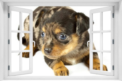 Fototapeta Naklejka Na Ścianę Okno 3D - small chihuahua puppy