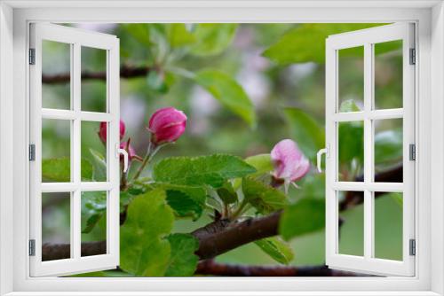 Fototapeta Naklejka Na Ścianę Okno 3D - Apple Tree in Spring Blossom	