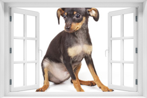 Fototapeta Naklejka Na Ścianę Okno 3D - Chihuahua small puppy