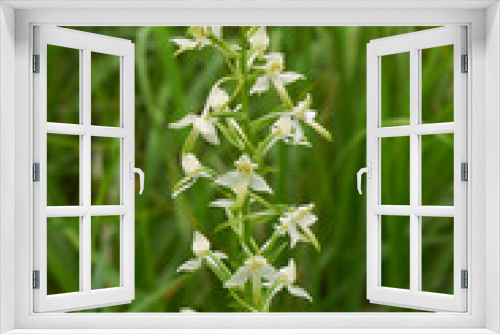 Fototapeta Naklejka Na Ścianę Okno 3D - Platanthera bifolia