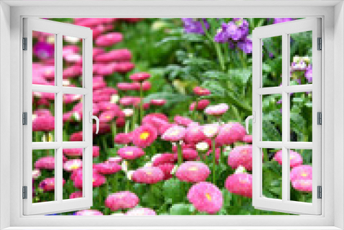 Fototapeta Naklejka Na Ścianę Okno 3D - Daisy flowerbed background