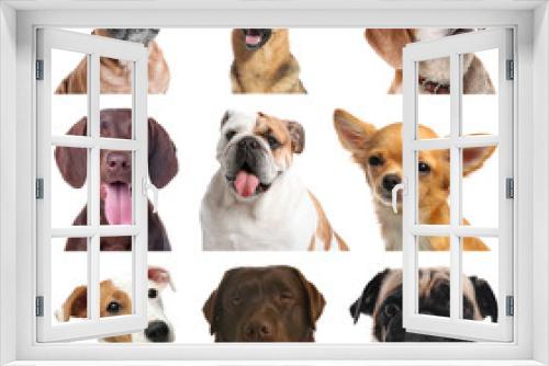 Fototapeta Naklejka Na Ścianę Okno 3D - Set of different dogs on white background