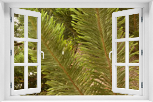 Fototapeta Naklejka Na Ścianę Okno 3D - green pine needles
