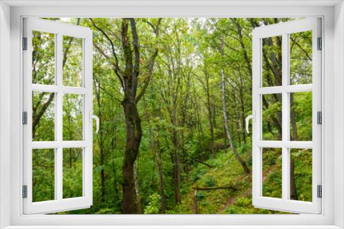 Fototapeta Naklejka Na Ścianę Okno 3D - View of a green forest at summer
