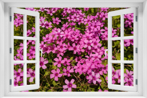 Fototapeta Naklejka Na Ścianę Okno 3D - pink flowers in the garden as background