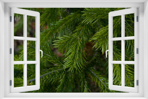Fototapeta Naklejka Na Ścianę Okno 3D - Green branches of spruce. Tree in the forest, natural nature, Christmas tree, holiday