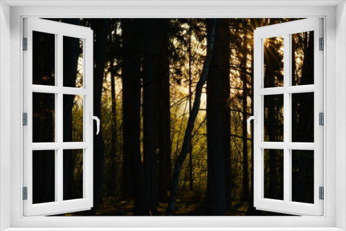Fototapeta Naklejka Na Ścianę Okno 3D - Sonnenaufgang im Wald  Erzgebirge