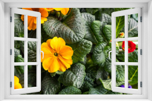 Fototapeta Naklejka Na Ścianę Okno 3D - Farbige Primeln im Garten eröffnen die Frühjahrssaison
