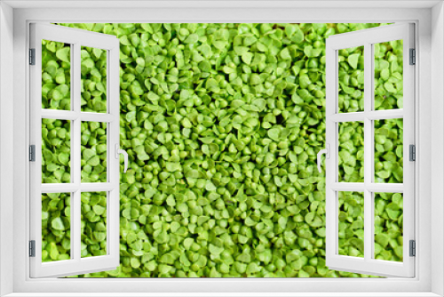 Fototapeta Naklejka Na Ścianę Okno 3D - microgreen Foliage Background. pea leaf. sprout vegetables germinated from high quality organic plant seed on linen mat