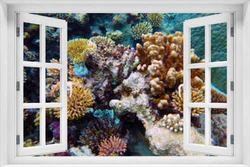 Fototapeta Naklejka Na Ścianę Okno 3D - Coral in the largest lagoon in the world in New Caledonia.

