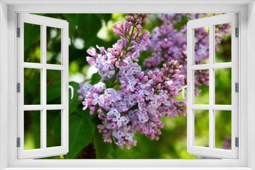 Fototapeta Naklejka Na Ścianę Okno 3D - flowering of lilac in the spring time of year. lilac lilac flowers close-up.