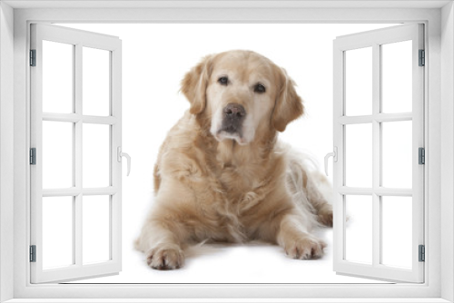 Fototapeta Naklejka Na Ścianę Okno 3D - chien de face en studio - golden retriever