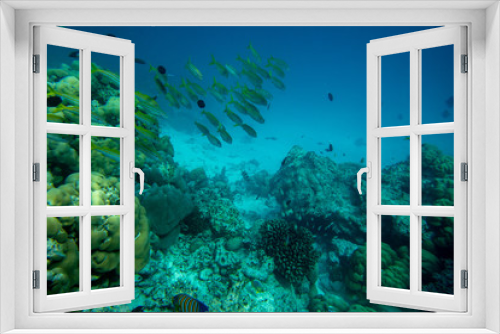 Fototapeta Naklejka Na Ścianę Okno 3D - Underwater world coral reef landscape with colorful tropical exotic fish and marine life