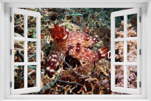 Fototapeta Naklejka Na Ścianę Okno 3D - macro photo unusual nudibranch clam, diving in Philippines       