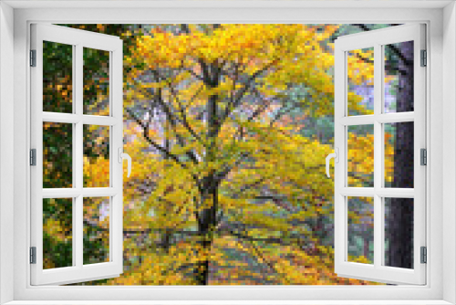 Fototapeta Naklejka Na Ścianę Okno 3D - autumn fall colorful golden yellow leaves beech forest