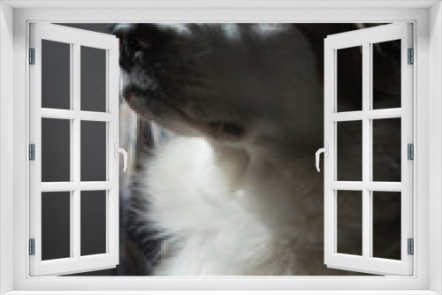 Fototapeta Naklejka Na Ścianę Okno 3D - Pero blanco con ojos bicolor
