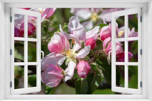 Fototapeta Naklejka Na Ścianę Okno 3D - Close up apple tree blossoms and flowers in spring
