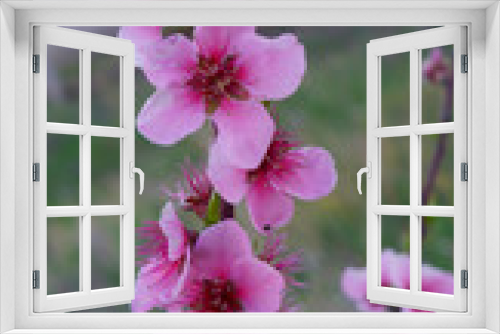 Fototapeta Naklejka Na Ścianę Okno 3D - Peach flowers blooming in the peach grove in spring. Blooming branch of the fruit tree. Peach Blossoms Blooming on. Fruit tree. Beautiful peach flowers close up.